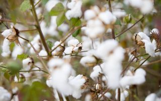 Cotton-made-in-Afrika.jpg