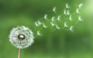 Pusteblume---Symbol-der.jpg