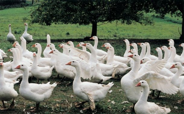 Einkaufsratgeber Daunen von Vier Pfoten