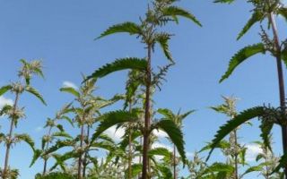 Faserbrennessel-Urtica-dioica.jpg