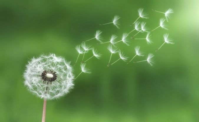 Pusteblume---Symbol-der.jpg