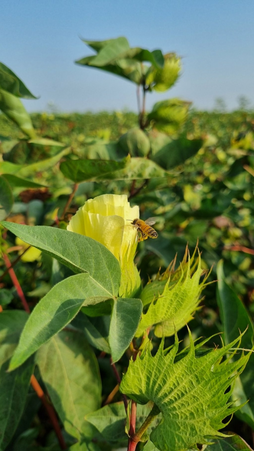 Cotton-flower.jpg