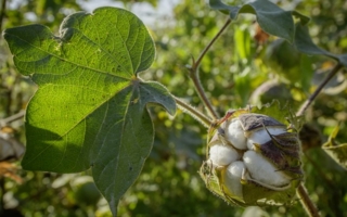 Cotonea-Elmer--Zweifel.jpg