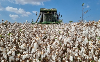 Cotton-Harvest.jpg