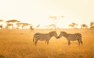 Zebras-Afrika-Nationalpark.jpeg
