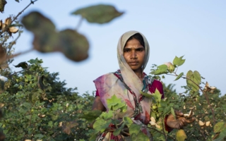 Fairtrade-Baumwollpflueckerin.jpg