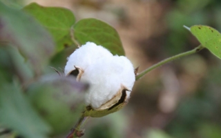 Fairtrade-Baumwolle.jpg
