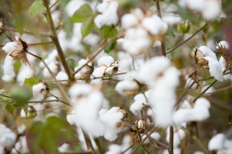 Cotton-made-in-Afrika.jpg