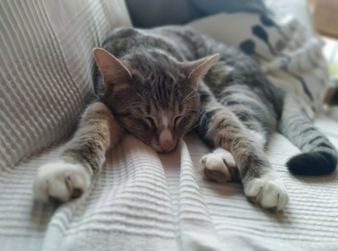 Katze-Sofa.jpg