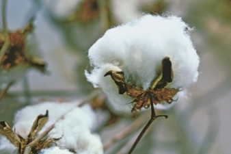 Baumwolle Photo: Cotton USA