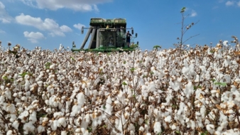 Cotton-Harvest.jpg