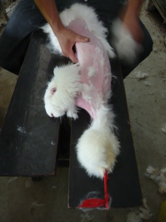 Lebendrupf von Angora-Kaninchen in China– Produktion von Angorawolle in China: Die Angora-Kaninchen werden in winzigen Einzelkäfigen gehalten. Z...