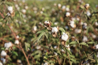 The-Egyptian-Biodynamic.jpg