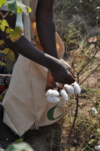 Baumwollernte
Photos: Cotton made in Africa