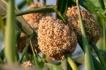 Hirse-Sorghum-Copyright-Kiran-stock-adobe-com.jpg