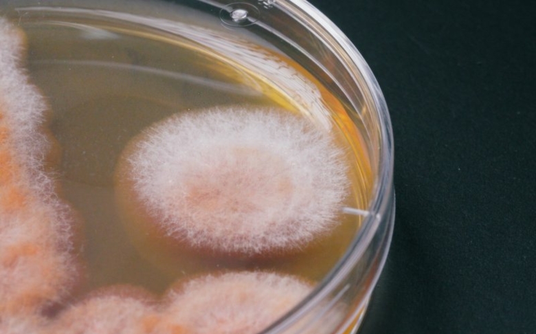 Biobasierte Textilfarben aus Pilzen